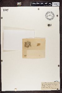 Roccella phycopsis image