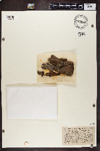 Mycoporum elabens image