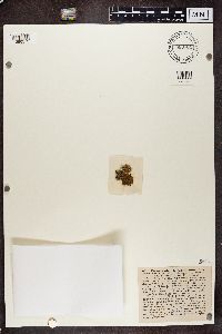 Teloschistes chrysophthalmus image