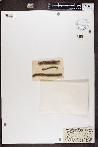 Stenocybe pullatula image