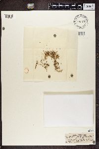 Stereocaulon vesuvianum image