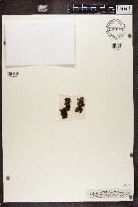 Normandina pulchella image