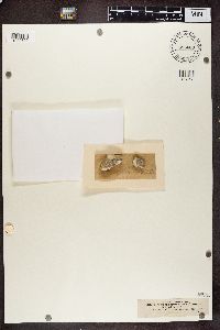 Lecanora sommerfeltiana image