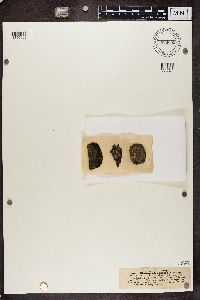 Bacidia laurocerasi image