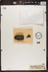 Dimelaena oreina image