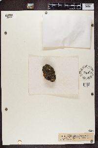 Rhizocarpon geographicum image