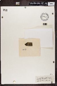 Naetrocymbe punctiformis image