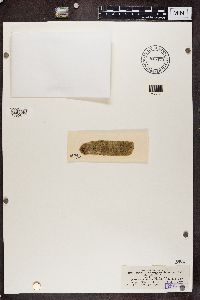 Arthonia radiata image