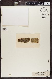 thumbnail image of current specimen