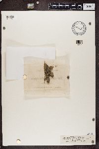 Catapyrenium rufescens image