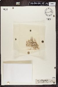 Verrucaria muralis image