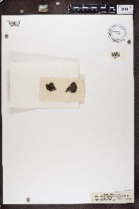 Gyrophora anthracina image