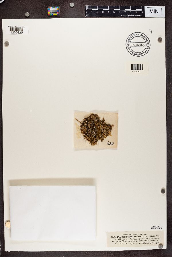 Hypogymnia physodes image