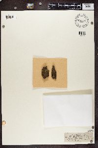 Phaeophyscia orbicularis image