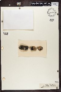 Image of Sporastatia morio