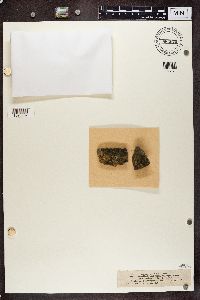 Scoliciosporum umbrinum image