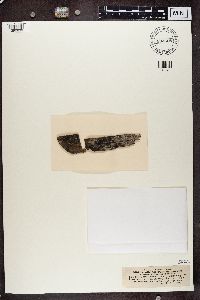 Scoliciosporum umbrinum image