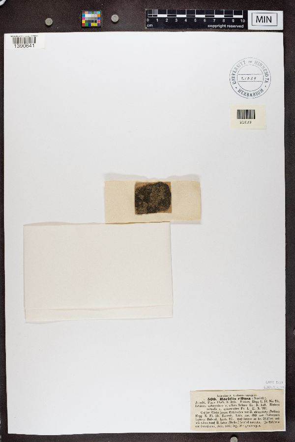 Bacidia effusa image