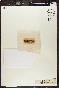 Calicium trabinellum image