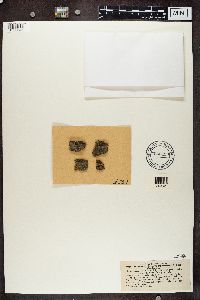 Micarea denigrata image