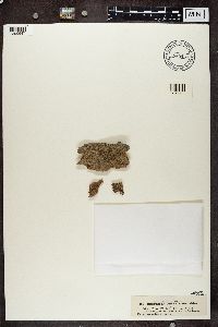 Alyxoria varia image