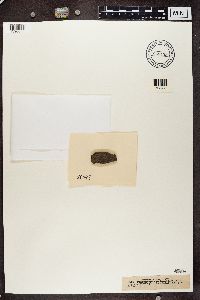 Thumbnail image of current specimen