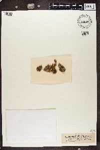 Bacidia friesiana image