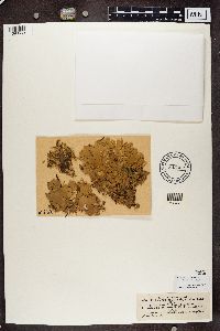 Peltigera canina image