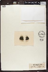 Rhizocarpon geminatum image