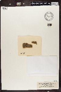 Arthonia vinosa image