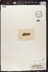 Chaenotheca trichialis image