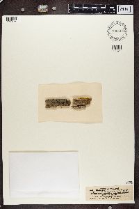 Bacidia bagliettoana image