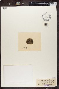 Arthonia radiata image