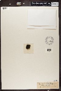 Toninia aromatica image