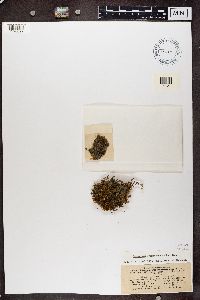 Leptogium cyanescens image