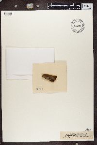 Chaenotheca furfuracea image