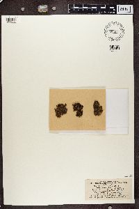 Massalongia carnosa image