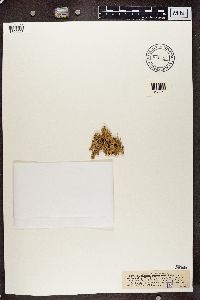 Plectocarpon lichenum image