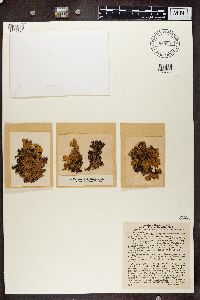 Platismatia glauca image