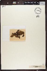 Platismatia glauca image