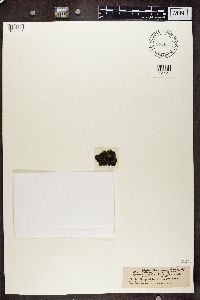 Enchylium bachmanianum image