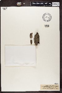 Sclerophora pallida image