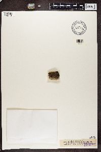 Thumbnail image of current specimen