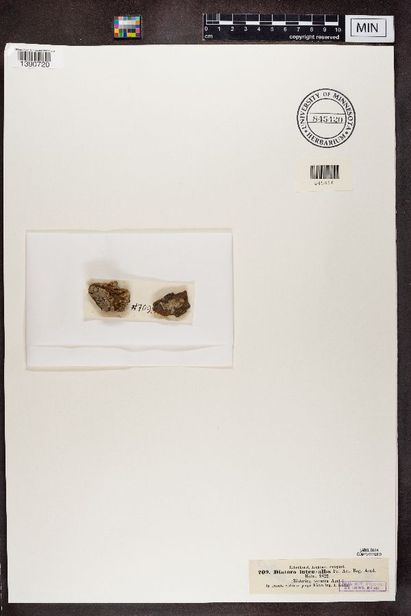 Caloplaca luteoalba image