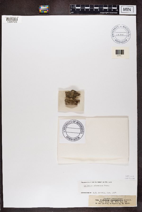 Calicium cladoniscum image