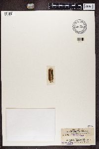 Calicium cladoniscum image
