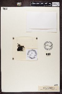 Thumbnail image of current specimen