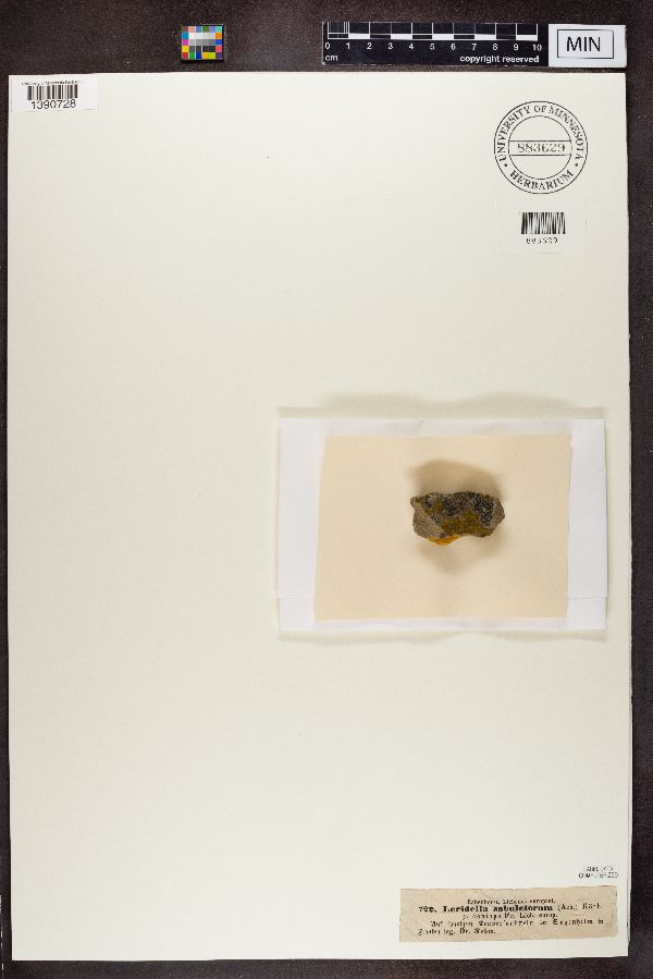 Lecidella sabuletorum image