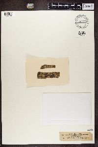 Lecanora allophana image