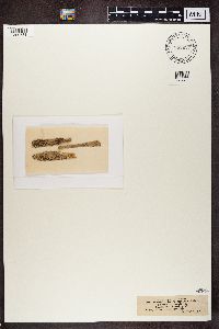 Bacidia polychroa image